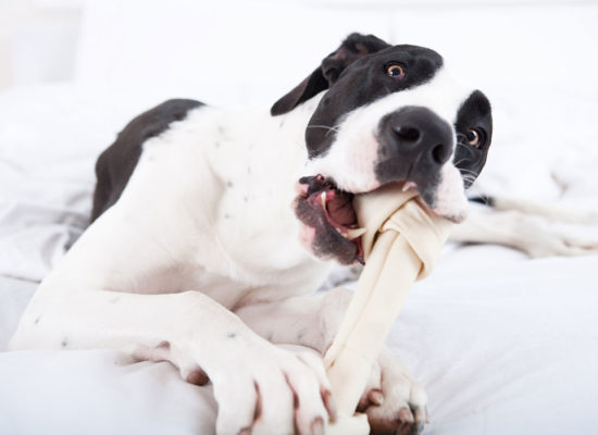 Posso dar osso ao meu cachorro? É importante estar ciente dos riscos associados a essa prática podem ser particularmente perigosos para os cães.