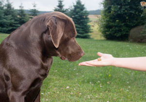 A IMPORTÂNCIA DE TREINAR SEU CÃO O adestramento desempenha um papel crucial também para comportamentos inadequados e para uma convivência harmoniosa. A IMPORTÂNCIA DE TREINAR SEU CÃO O adestramento desempenha um papel crucial também para comportamentos inadequados e para uma convivência harmoniosa.