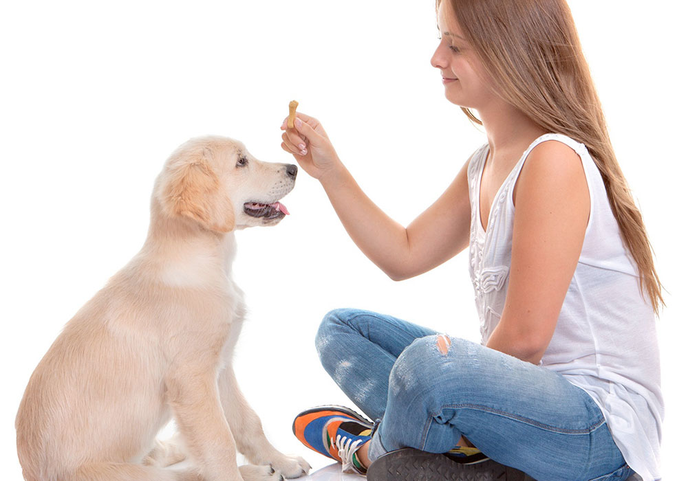 REFORÇO POSITIVO ADESTRAMENTO E METODOLOGIA - Vamos saber mais sobre essa abordagem e entender por que pode ser a melhor escolha para o seu cão.