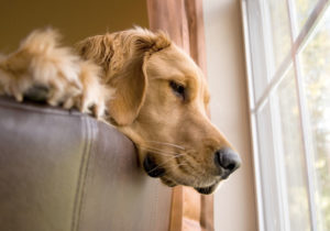 ANSIEDADE DE SEPARAÇÃO (MEDO DE FICAR SOZINHO EM CASA), é um desafio cada vez mais comum entre nossos amigos caninos.