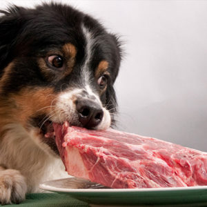 Adestramento Anti-envenenamento, nosso serviço especializado visa educar seu cão sobre a recusa de alimentos oferecidos por estranhos ou encontrados ao chão.