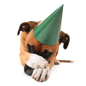 Consultas Comportamentais são projetadas para fornecer orientação personalizada à sua família visando ensinar e promover uma convivência harmoniosa com os cães.