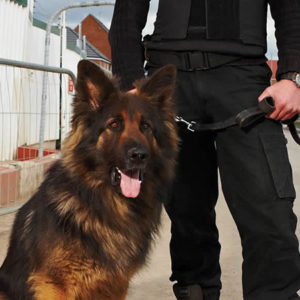 Cão de Guarda e Proteção Nossos serviços em treinamento de Cão de Guarda são dedicados a moldar esses nobres animais em parceiros de segurança confiáveis.