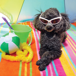 Hotel para Cães - Apresentamos nosso serviço de Hotel para Cães, um refúgio onde o conforto e o bem-estar do seu cão são nossa prioridade máxima.