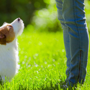 Obediência para Cães Nosso serviço de Obediência para Cães é uma jornada educacional projetada para cultivar a compreensão mútua e fortalecer os laços.