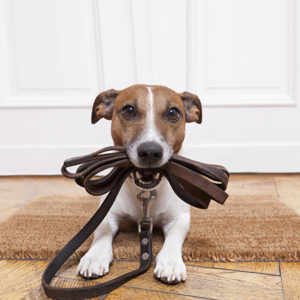 Passeio Dogwalker uma ferramenta valiosa para garantir que tanto o físico quanto o mental do seu companheiro peludo sejam nutridos de maneira completa.
