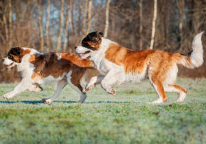 GRUPO 2 – PINSCHERS, SCHNAUZERS E MOLOSSÓIDES - Neste grupo estão reunidos os cães que tem como atividade principal a guarda e defesa.
