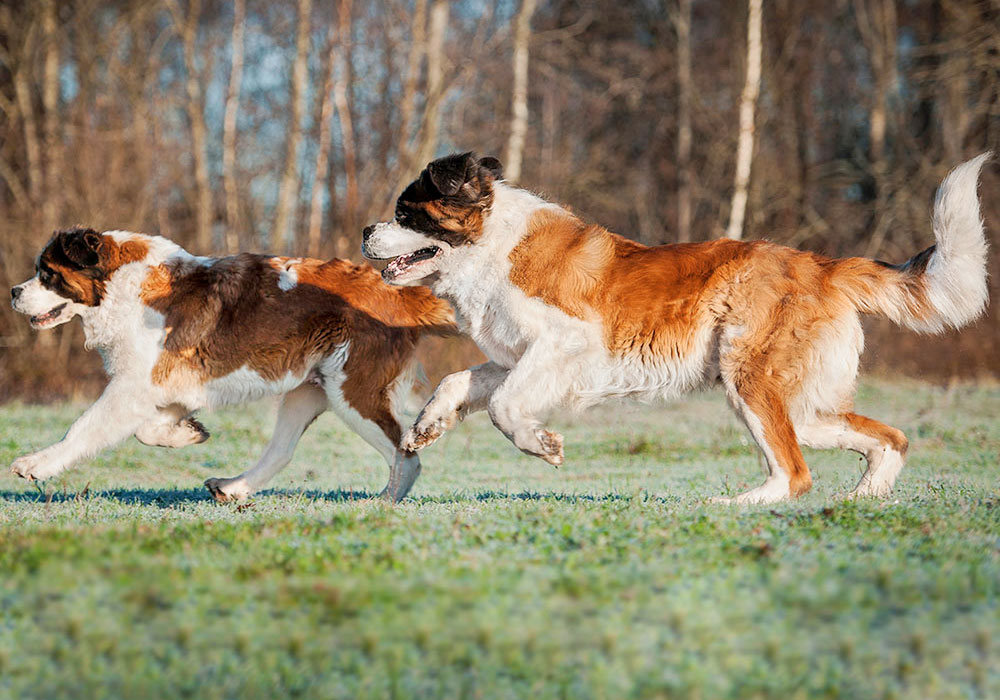 GRUPO 2 – PINSCHERS, SCHNAUZERS E MOLOSSÓIDES - Neste grupo estão reunidos os cães que tem como atividade principal a guarda e defesa.