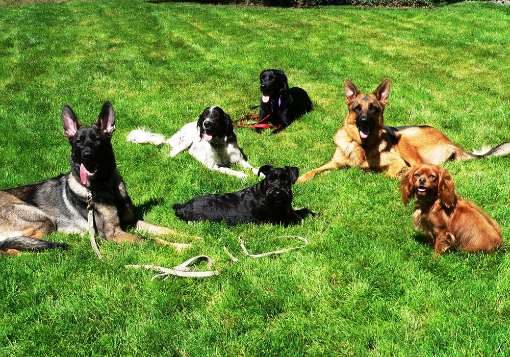 A DIFUSÃO DOS CÃES E SUAS RAÇAS - Todos os cães pertencem a uma só espécie, com múltiplas raças e variedades, descendendo provavelmente do lobo sul-americano.