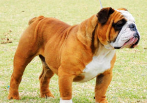 Buldogue Inglês - Sua origem é a Inglaterra, cão de porte médio sensíveis ao calor, sofrem infartos com um pequeno esforço, dificultando a disseminação da raça.