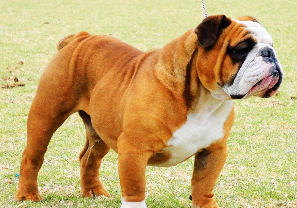 Buldogue Inglês - Sua origem é a Inglaterra, cão de porte médio sensíveis ao calor, sofrem infartos com um pequeno esforço, dificultando a disseminação da raça.