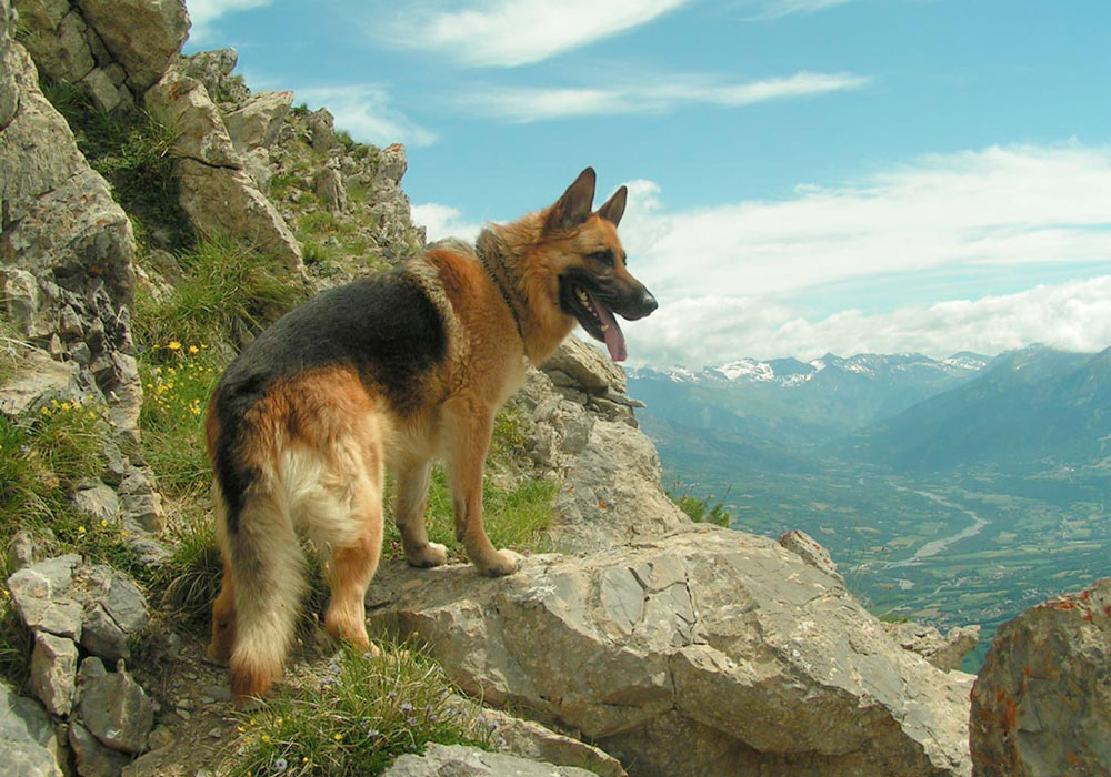 GRUPO 1 – PASTORES E BOIADEIROS - As principais características desse grupo são: vigor físico, velozes, resistência a longas caminhadas, inteligência.