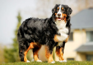GRUPO 2 – Continuação - Bernese Mountain Dog De origem Suíça, o Bernese surgiu de cruzamentos entre cães guardiães e cães de trabalho nativos.