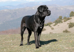 GRUPO 2 – Continuação - Cane Corso Italiano Sua origem é italiana, é um cão de porte grande, extremamente leal aos donos e está sempre pronto para defender sua família e propriedade.