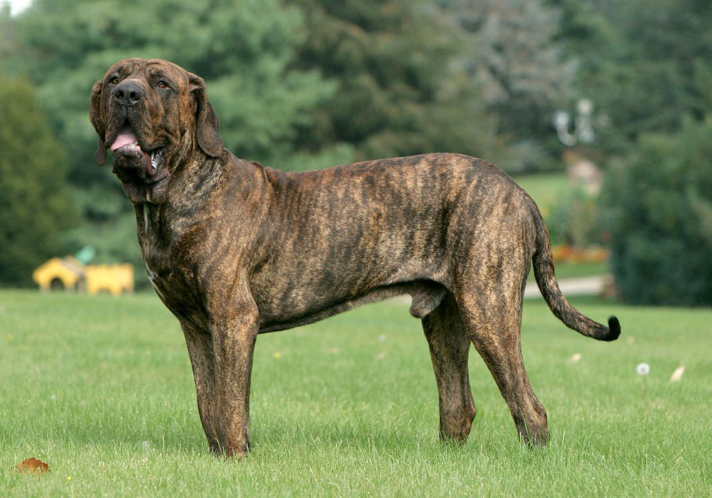 GRUPO 2 – Continuação - Fila Brasileiro - De origem brasileira, é um cão de guarda por excelência, obediente, dócil, um guardião insuperável de dedicação.