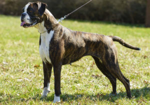 Boxer - Sua origem é Alemanha, criadores e pesquisadores afirmam que o Schnauzer Gigante e o Bull Terrier contribuíram para a formação atual do Boxer.