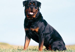 GRUPO 2 – Continuação - Rottweiler - É um cão de origem alemã, bastante inteligente com faro apurado e boa memória, uma companhia calma, silenciosa e obediente.