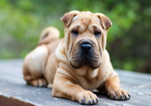 GRUPO 2 – Continuação - Shar Pei - Originário da China, é um cão amável, brincalhão, são boas companhias para crianças e são dominantes.