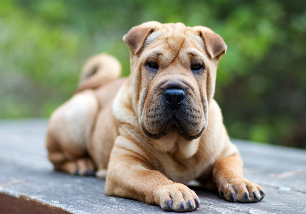 GRUPO 2 – Continuação - Shar Pei - Originário da China, é um cão amável, brincalhão, são boas companhias para crianças e são dominantes.