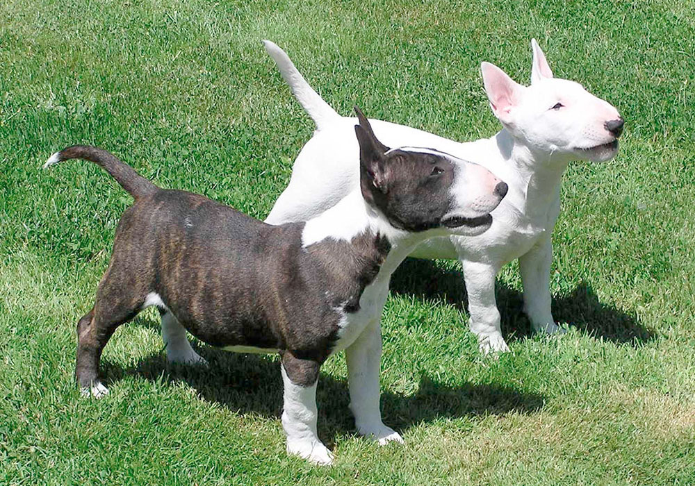 Grupo 3 - Terriers - Os cães do grupo terrier possuem como principal característica a caça de animais terrestres.
