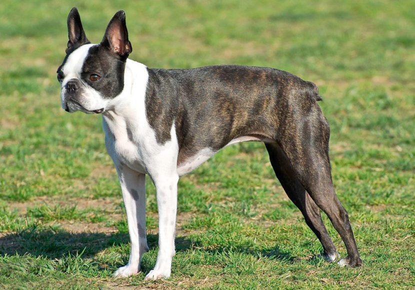 GRUPO 3 – Continuação - Boston Terrier