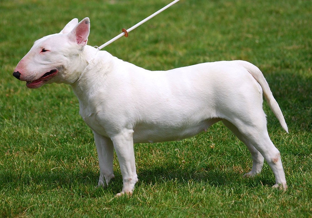 GRUPO 3 – Continuação - Bull Terrier - é um cão de origem inglesa, é uma raça cuja ancestralidade está atrelada aos combates de cães na Inglaterra.
