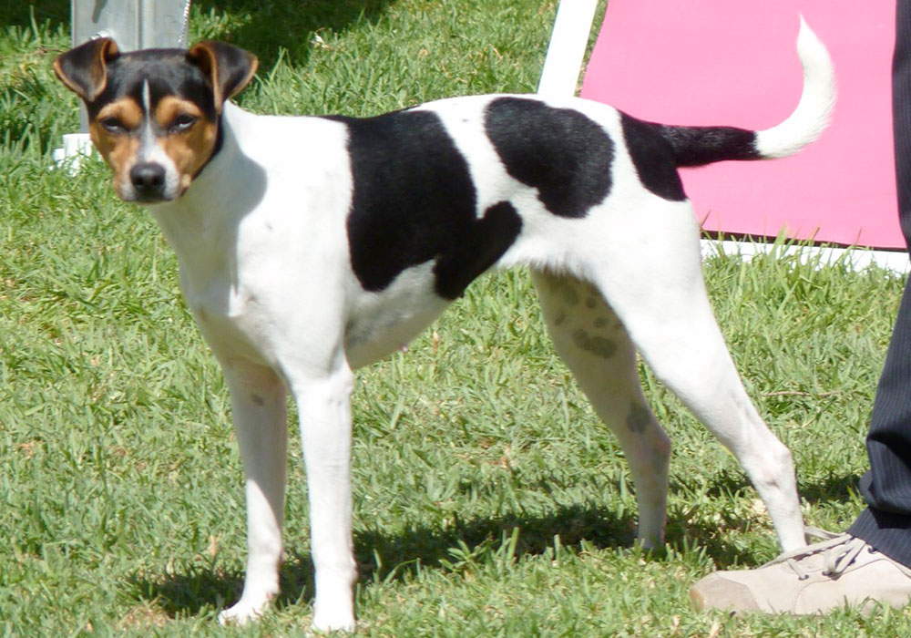 GRUPO 3 – Continuação - Terrier Brasileiro - É um cão originalmente mais comum no interior do Estado de São Paulo, e não há certeza de suas exatas origens.