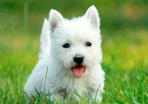 GRUPO 3 – Continuação - West Highland White Terrier - É uma raça calma e independente, que pode ficar sozinha sem grandes problemas.