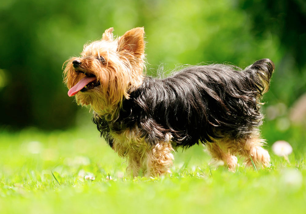 GRUPO 3 – Continuação - Yorkshire - Teve sua origem na Inglaterra. Foi criado inicialmente com o intuito de caçar roedores nas minas de carvão.