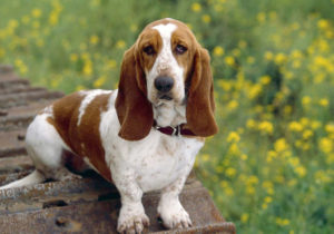GRUPO 4 - Bassets Alemães - Esse grupo reune os três tipos de bassets alemães, conhecidos como "Dachshund" ou "Teckel".