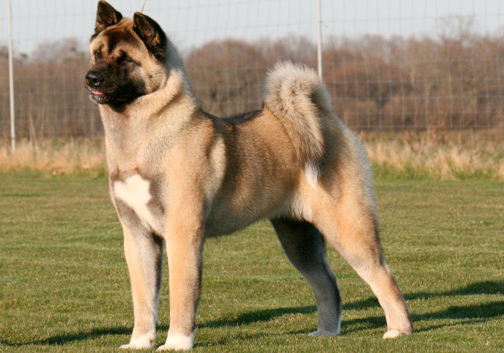 Grupo 5 - Spitz - Akita Americano - Este grupo reúne os Spitz, cães do tipo primitivo ou cães nórdicos como também são conhecidos.