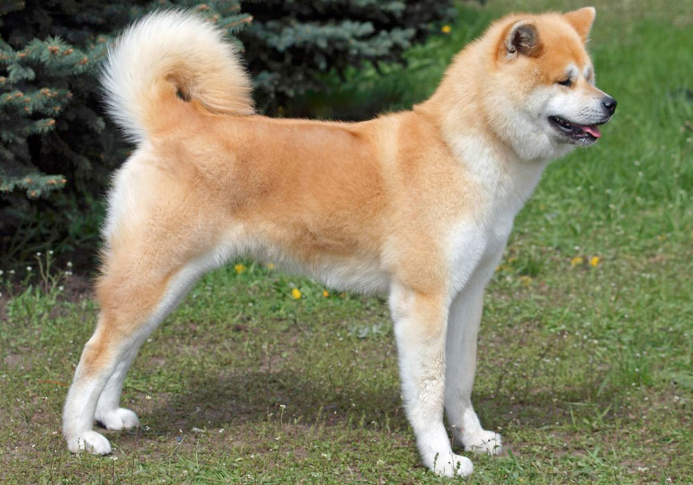 Grupo 5 - Continuação - Spitz - Akita Inu - Este grupo reúne os Spitz, cães do tipo primitivo ou cães nórdicos como também são conhecidos.