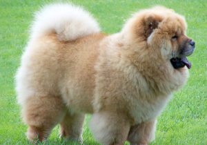 Grupo 5 - Continuação - Spitz - Chow Chow - Este grupo reúne os Spitz, cães do tipo primitivo ou cães nórdicos como também são conhecidos.