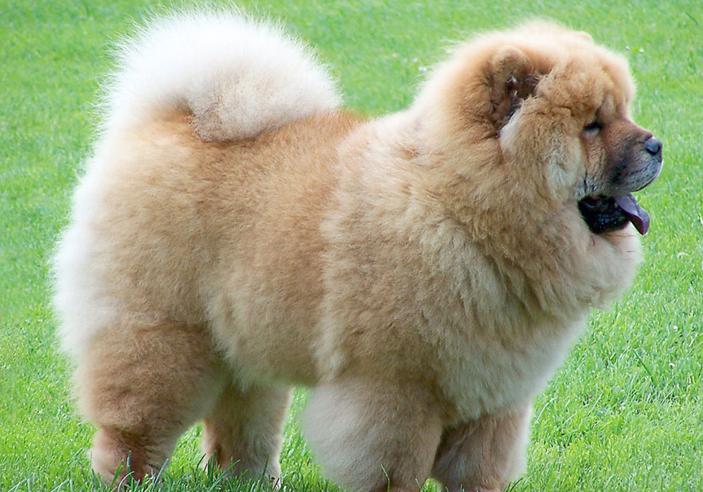 Grupo 5 - Continuação - Spitz - Chow Chow - Este grupo reúne os Spitz, cães do tipo primitivo ou cães nórdicos como também são conhecidos.