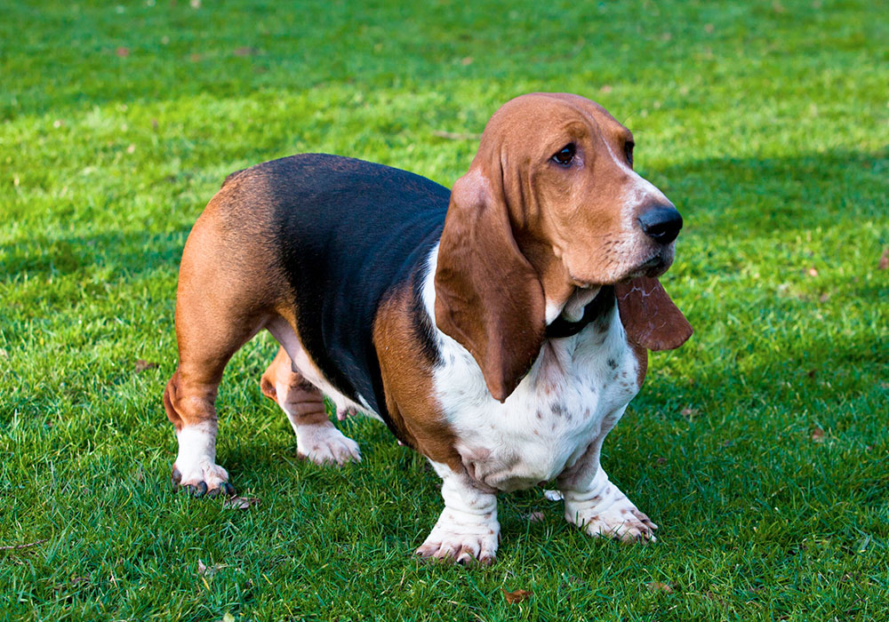 Grupo 6 - Continuação - Basset Hound - O Basset foi criado na França, durante a idade média, supostamente por monges, para caçar lebres e coelhos.