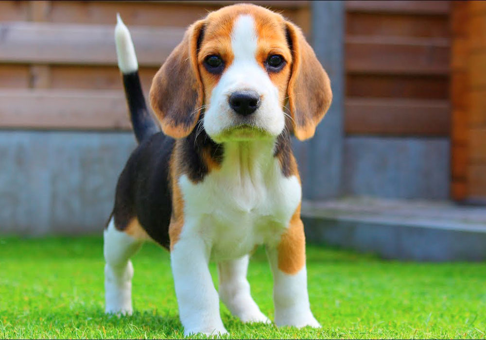 Grupo 6 - Continuação - Beagles - Os Beagles são uma antiga raça, usada para caçarem lebres e outras presas. Embora os cães da raça beagle existam há mais de dois mil anos.