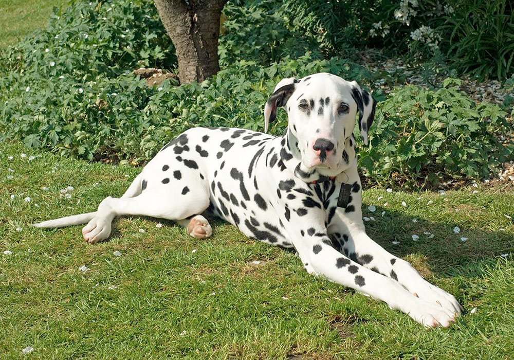 Grupo 6 - Continuação - Dálmata - O Dálmata é a raça mais diferente e destacada de todas, mas sua origem é desconhecida. Seu nome vem de Dalmatia.