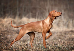 GRUPO 7 - Cães Apontadores A função original dos cães apontadores ou de aponte, é sinalizar para o caçador onde estão os animais a serem abatidos.