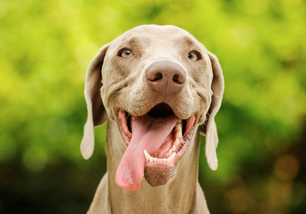 GRUPO 7 - Continuação - Cães Apontadores - Weimaraner É um cão de origem alemã, de porte grande. Apesar do seu tamanho, são muito ágeis e rápidos.