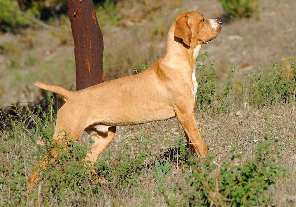 GRUPO 7 - Continuação - Cães Apontadores - Perdigueiro Português É um cão de porte grande, de origem portuguesa. Tem como objetivo servir o caçador.