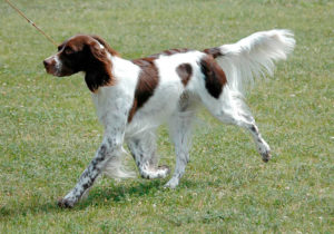 GRUPO 7 - Continuação - Cães Apontadores - Speniel Francês É um cão de porte médio, originário da França. Calmo, bem humorado e inteligente.