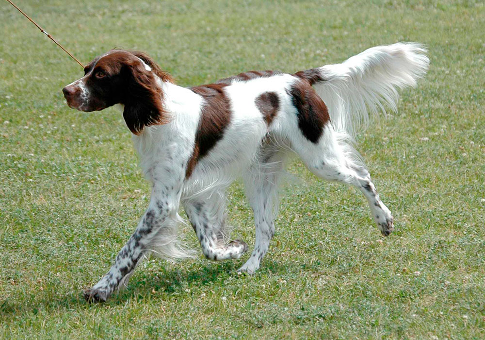 GRUPO 7 - Continuação - Cães Apontadores - Speniel Francês É um cão de porte médio, originário da França. Calmo, bem humorado e inteligente.