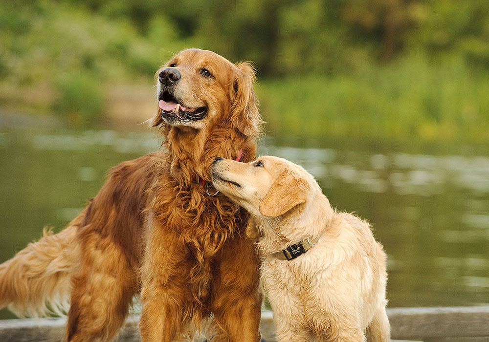 GRUPO 8 - Retrivers, Levantadores e Cães D’agua Os retrivers, são os cães responsáveis em buscar a presa abatida e trazê-la ao caçador.