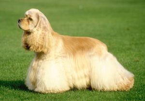 GRUPO 8 - Continuação - Cocker Americano É um cão de porte médio originário dos EUA. Muito vivo, inteligente e brincalhão, é bastante dedicado à família.