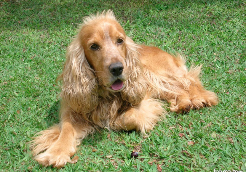 GRUPO 8 - Continuação - Coker Speniel Inglês É um cão que teve sua origem na Grã Bretanha, ele possui porte médio, é dócil por natureza e muito afetuoso