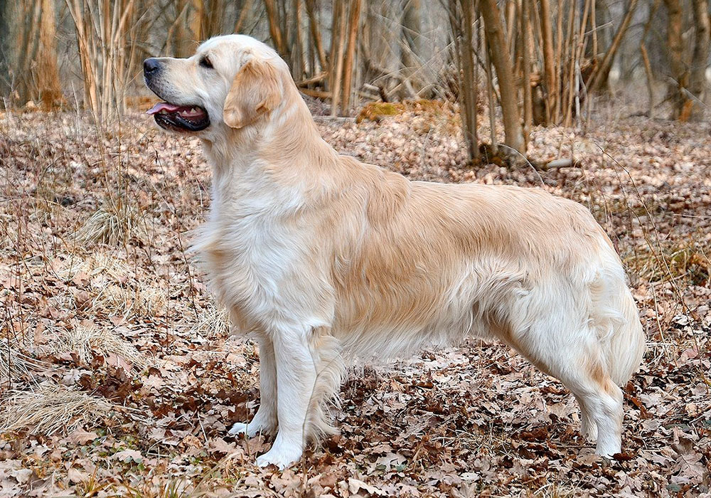 GRUPO 8 - Continuação - Golden Retriever O Golden também é um cão originário da Gra Bretanha, é muito simpático, companheiro e possue uma beleza cativante.