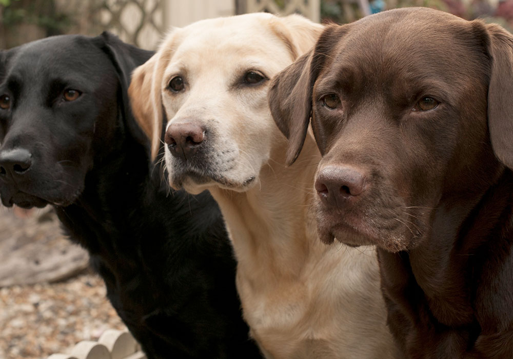 GRUPO 8 - Continuação - Labrador Retriever Originalmente da Grã Bretanha, possue porte médio e é considerado um cão de caça.