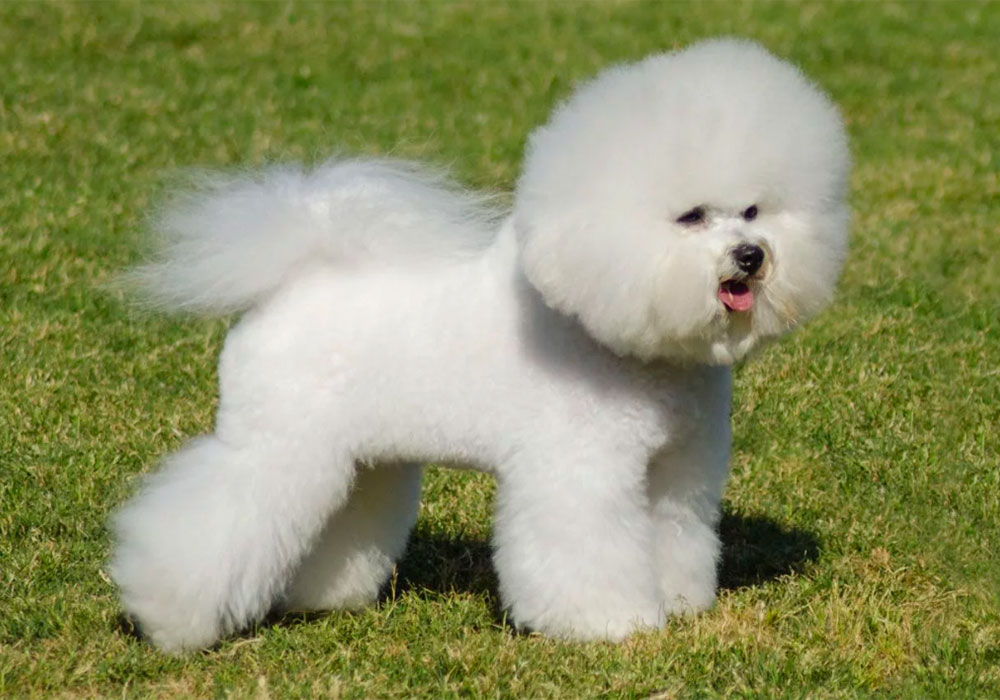 GRUPO 9 - Cães de Companhia e Toys - Bichon Frisé
