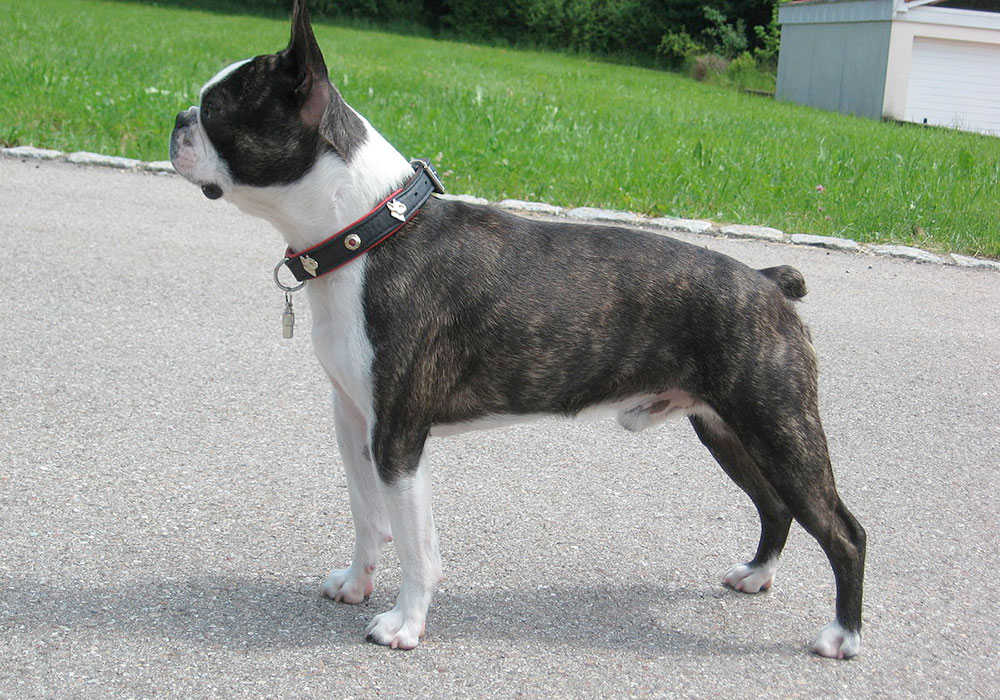 GRUPO 9 - Continuação - Cães de Companhia e Toys - Boston Terrier