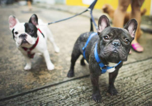 GRUPO 9 - Continuação - Cães de Companhia e Toys - Buldogue Francês